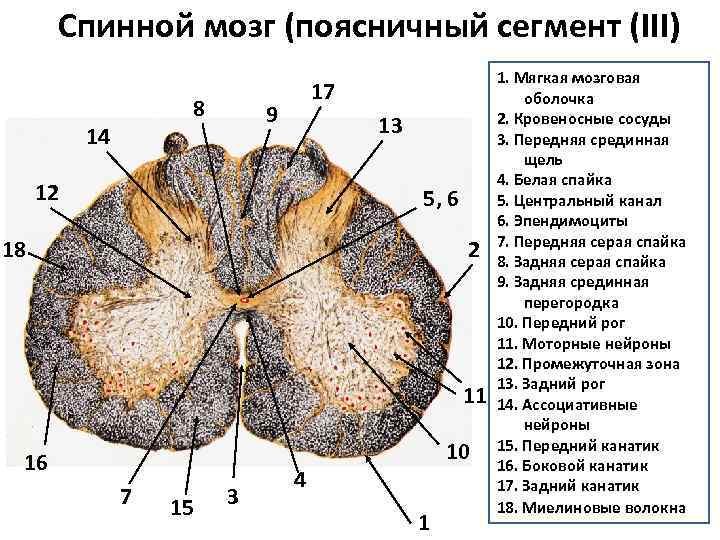 Строение поперечного среза спинного мозга