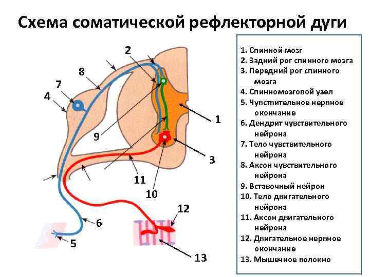 Общая схема рефлекторной дуги