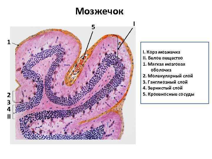 Схема коры мозжечка гистология