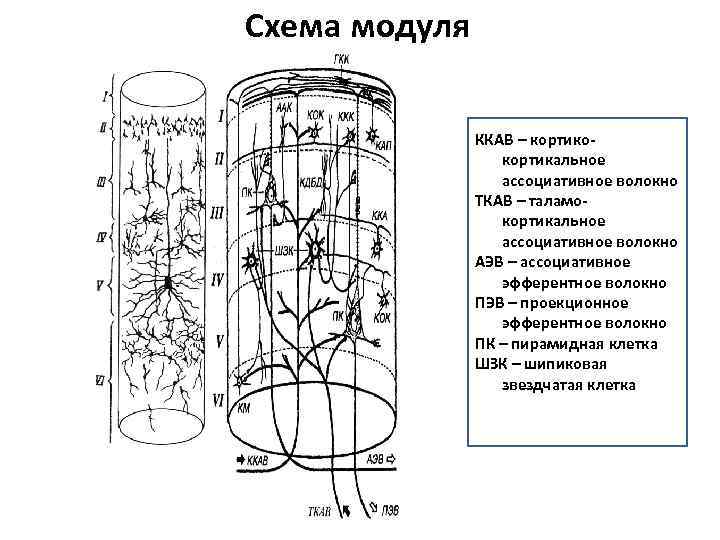 Схема модуля ККАВ – кортикокортикальное ассоциативное волокно ТКАВ – таламокортикальное ассоциативное волокно АЭВ –