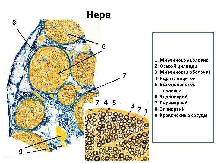 Нерв 8 6 7 7 4 5 9 3 2 1 1. Миелиновое волокно