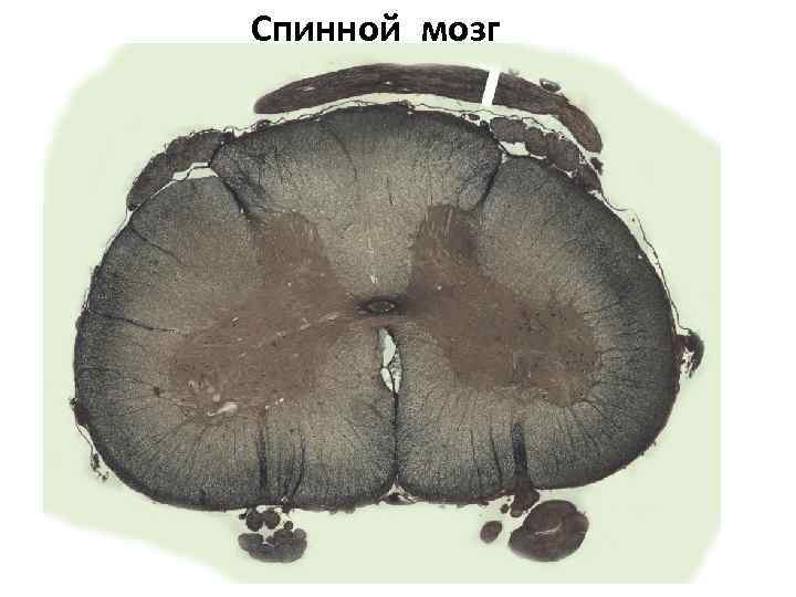 Спинной мозг 
