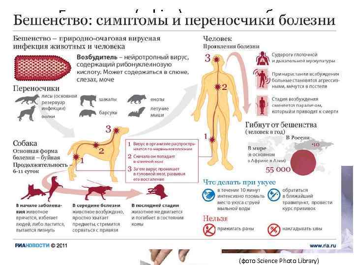 Бешенство (rabies) – от слова «бес» • Вирус бешенства вызывает специфический энцефалит • Передается