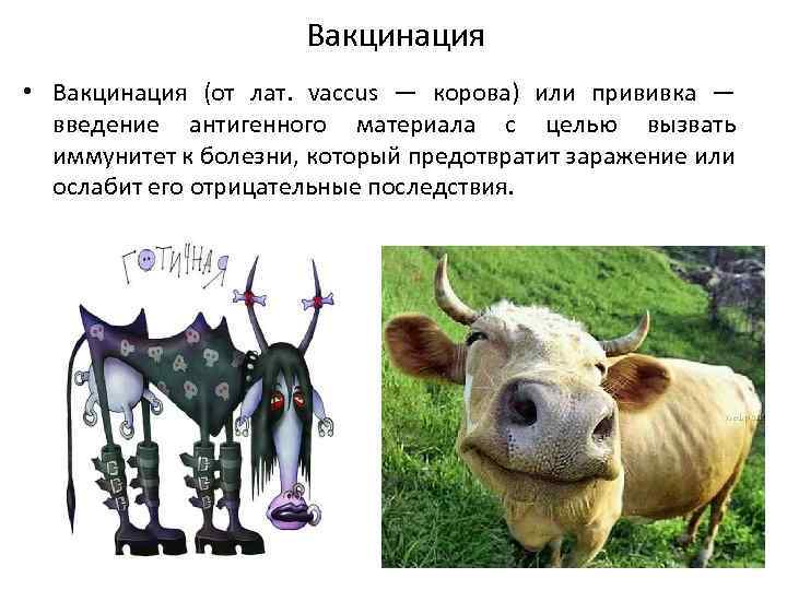 Вакцинация • Вакцинация (от лат. vaccus — корова) или прививка — введение антигенного материала