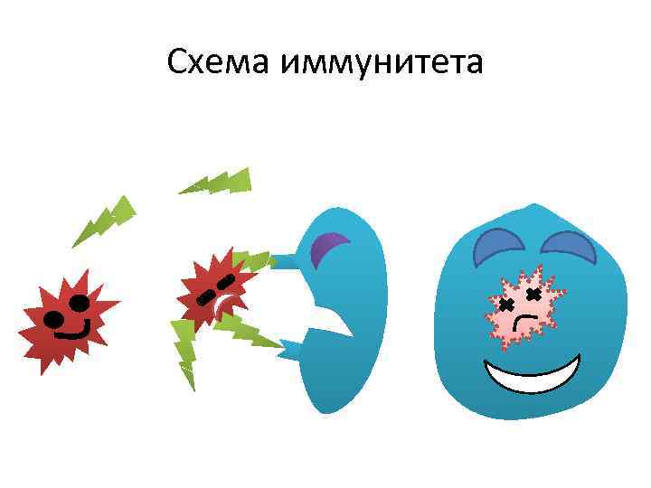 Схема иммунитета 