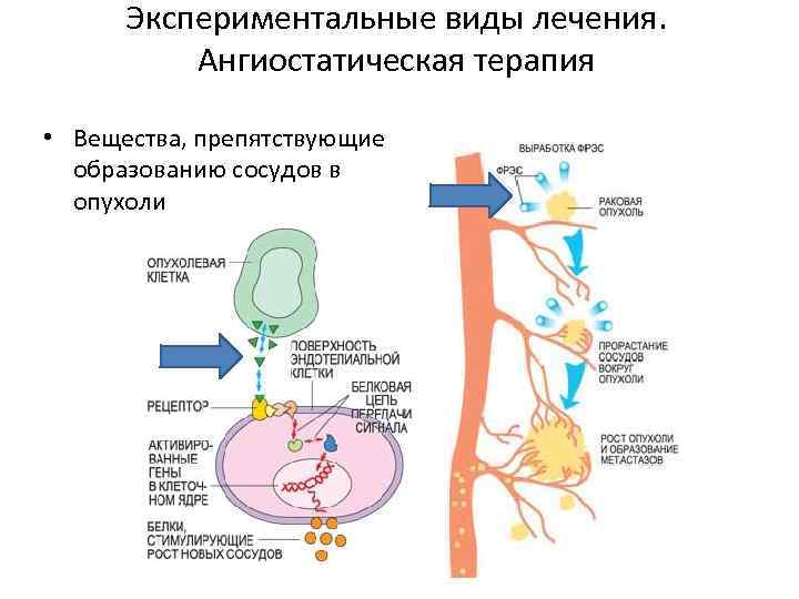 Механизмы канцерогенеза презентация