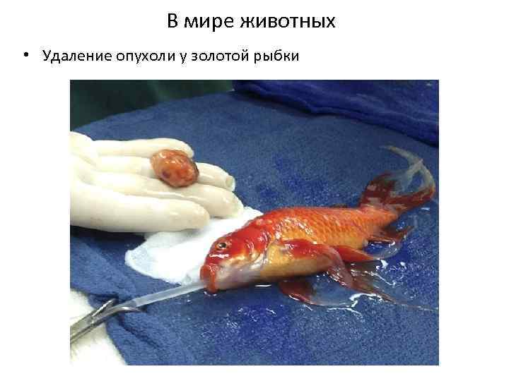 В мире животных • Удаление опухоли у золотой рыбки 