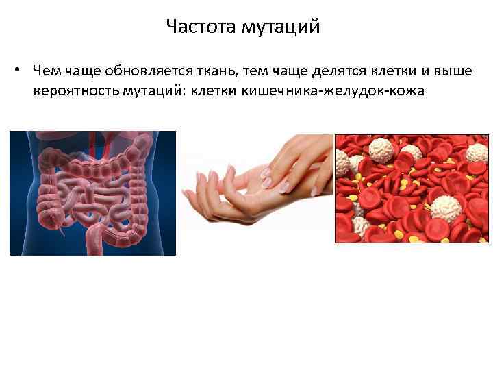 Частота мутаций • Чем чаще обновляется ткань, тем чаще делятся клетки и выше вероятность