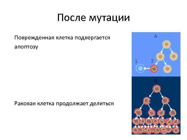 Мутация раковых клеток. Мутация клеток. Мутации в клетках опухоли. Мутировавшая клетка. Мутации клеток как происходит.