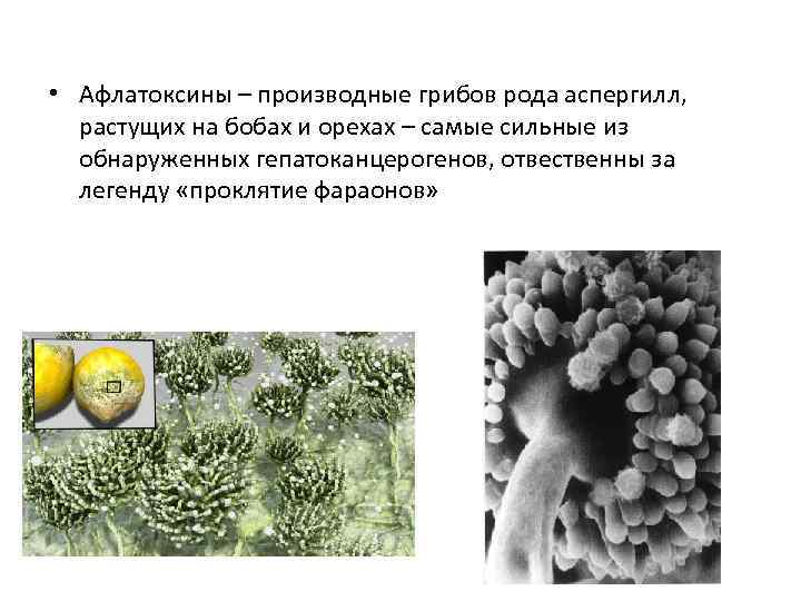  • Афлатоксины – производные грибов рода аспергилл, растущих на бобах и орехах –