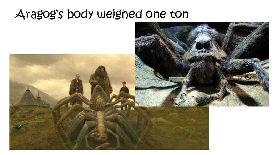Aragog’s body weighed one ton 