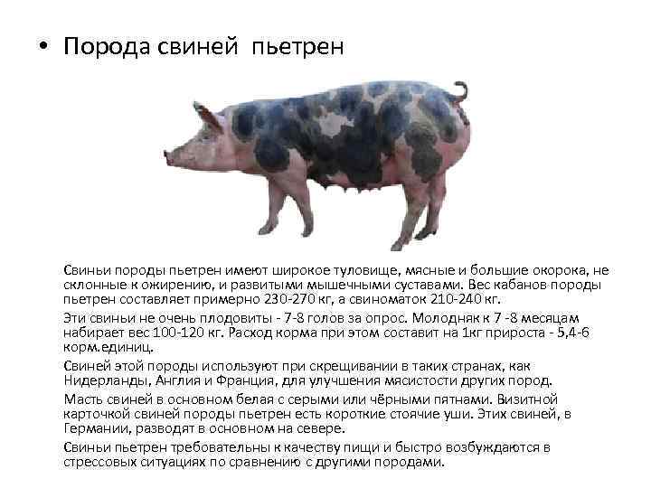 Свиньи пьетрен характеристика. Пьетрен порода свиней характеристика. Пьетрен дюрок порода поросят. Свинья Пьетрен характеристика. Мясная порода свиней Пьетрен.