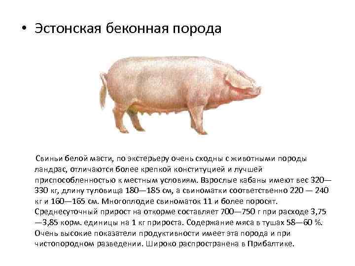 Какие виды свиней. Эстонская беконная порода свиней. Дюрок порода свиней характеристика. Калининская порода свиней. Порода свиней ландрас эстонский.