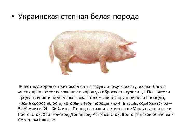 Степная свинья. Украинская Степная белая порода свиней. Украинская белая Степная порода свиней крупноплодность. Выведение украинской Степной породы свиней. Порода поросят украинская Степная.