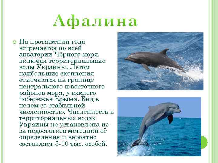  На протяжении года встречается по всей акватории Чёрного моря, включая территориальные воды Украины.