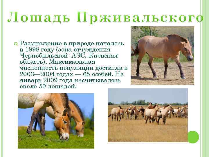  Размножение в природе началось в 1998 году (зона отчуждения Чернобыльской АЭС, Киевская область).