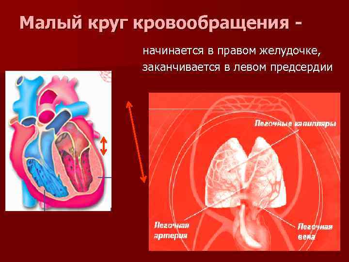 Любой круг кровообращения начинается в. В правом предсердии круги кровообращения. Правый желудочек левое предсердие круг кровообращения. Малый круг круг кровообращения начинается. Малый круг кровообращения заканчивается.