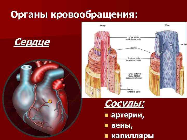 Работа органов кровообращения. Органы кровообращения.