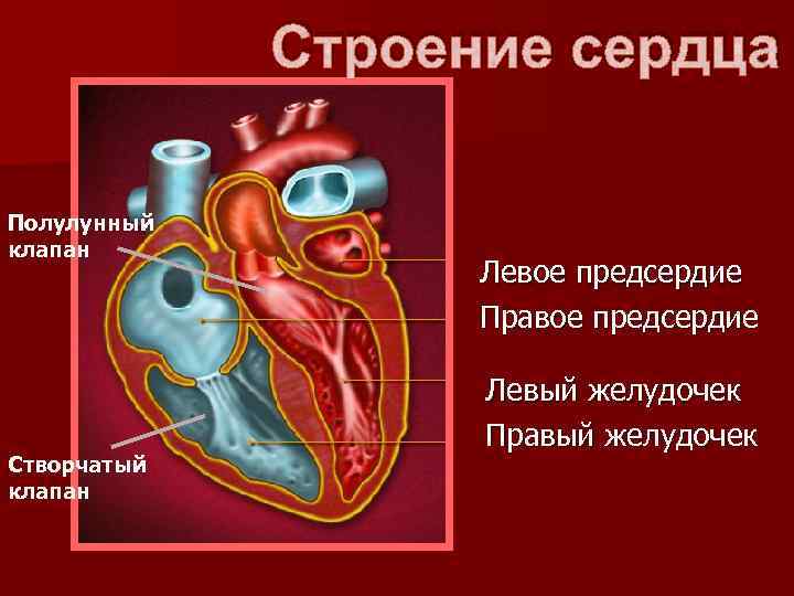Какую функцию выполняет полулунный клапан. Полулунные клапаны расположены клапаны сердца. Сердце анатомия полулунные клапаны. Полулунный и створчатый клапан сердца расположен. Полулунные клапаны сердца расположены.