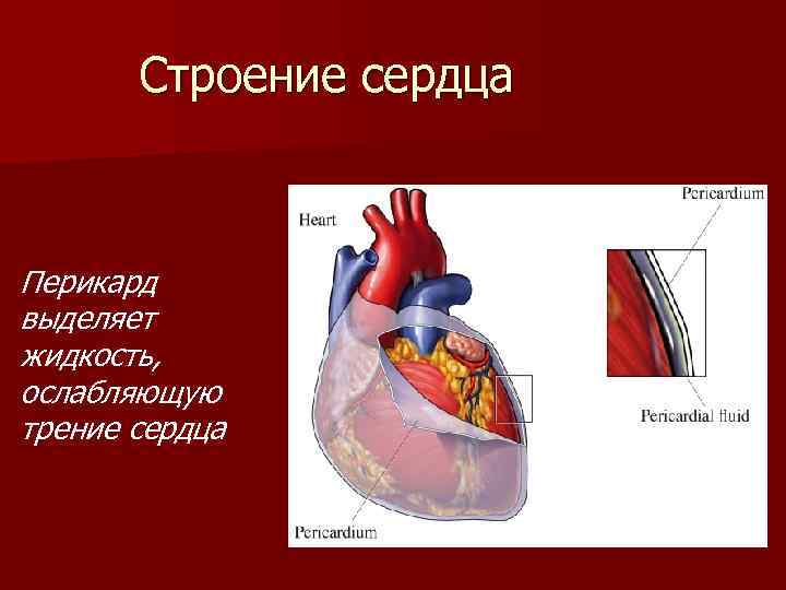 Перикард сердца