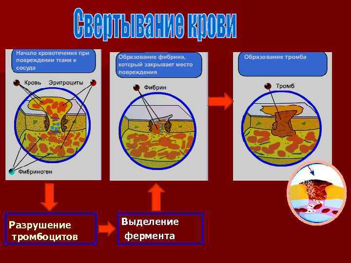 Разрушение тромбоцитов Выделение фермента 