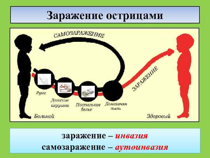 Заражение острицами заражение – инвазия самозаражение – аутоинвазия 
