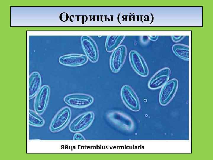 Острицы (яйца) 