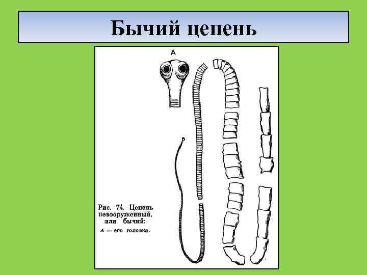 Какую функцию выполняют органы бычьего цепня обозначенные на рисунке вопросительным знаком