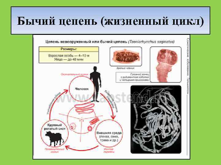 Бычий цепень жизненный цикл у человека фото признаки и лечение