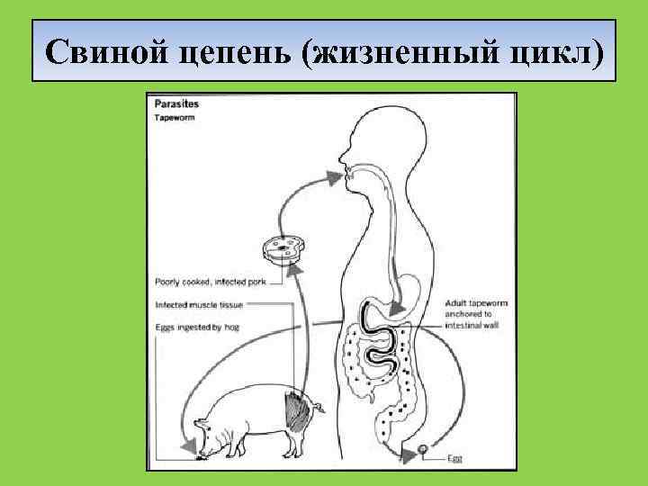 Цикл свиного цепня. Свиной Солитер жизненный цикл. Цепни свиной вид жизненный цикл. Свиной цепень эпидемиология. Свиной семьи жизненный цикл.