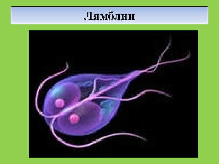 Лямблии 