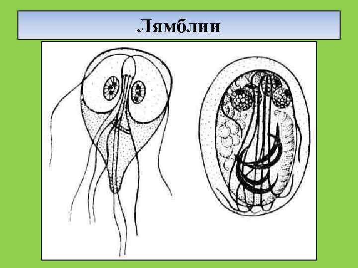 Лямблии 