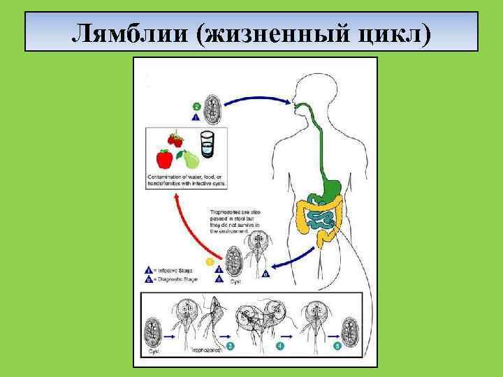 Схема жизненного цикла лямблии