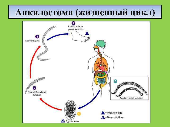 Схема циклов развития нематод геогельминтов