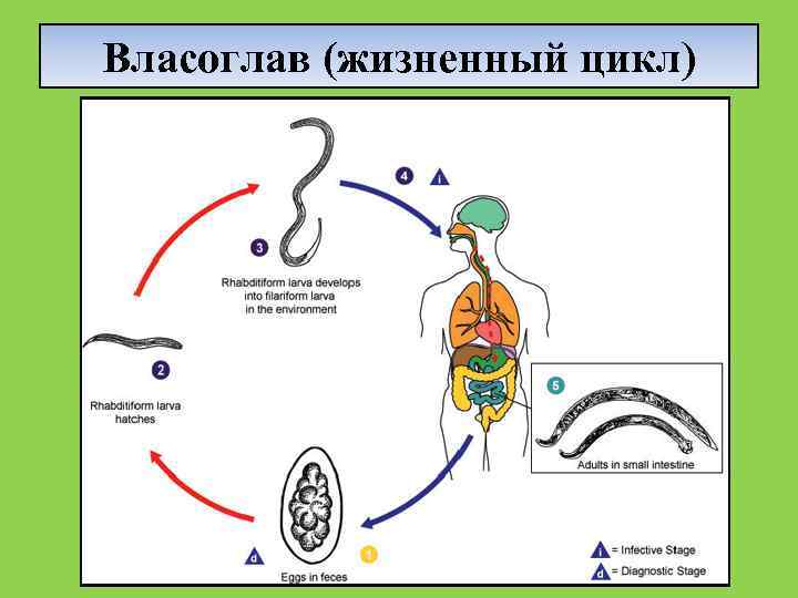 Контактные гельминтозы дополнить схему