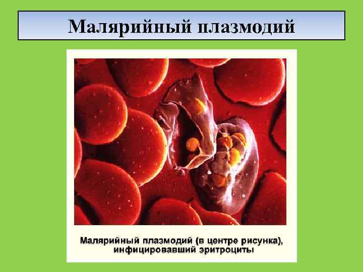 Малярийный плазмодий 