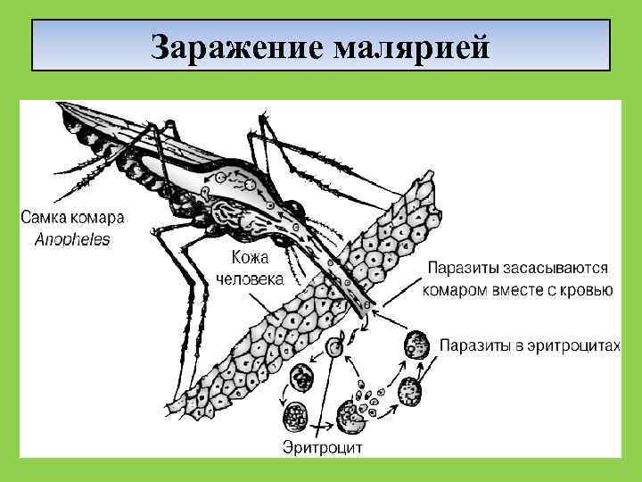 Картинки видов гельминтов