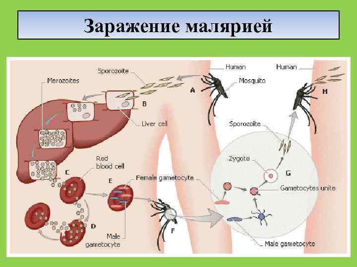 Виды гельминтов у детей фото