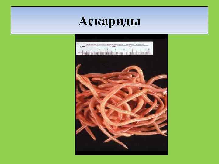Аскариды 