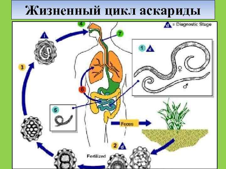 Цикл развития аскариды человеческой схема биология 7 класс