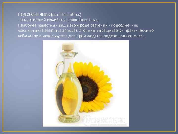 ПОДСОЛНЕЧНИК (лат. Helianthus) - род растений семейства сложноцветных. Наиболее известный вид в этом роде