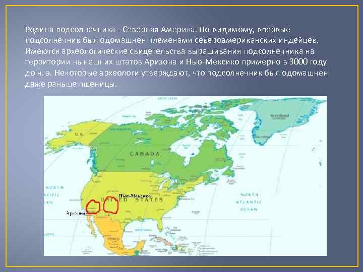 Родина подсолнечника - Северная Америка. По-видимому, впервые подсолнечник был одомашнен племенами североамериканских индейцев. Имеются