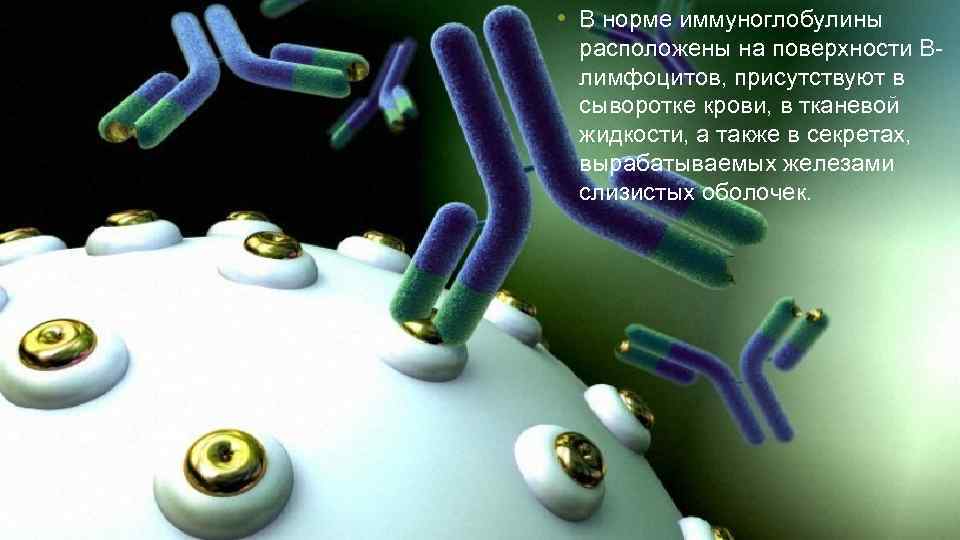  • В норме иммуноглобулины расположены на поверхности Влимфоцитов, присутствуют в сыворотке крови, в