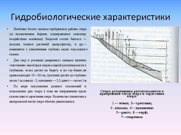 Гидробиологические характеристики • Наиболее богаты жизнью прибрежные районы озера (за исклю ением береюв, подверженных