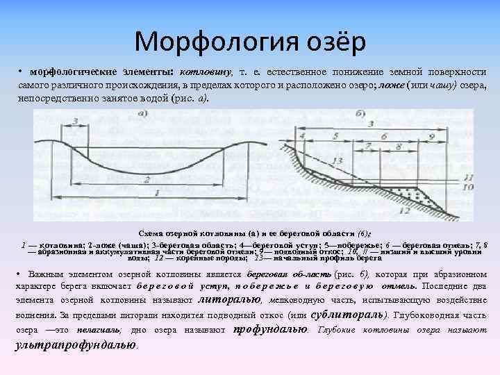 Морфология озёр • мор ологические элементы: котловину, т. естественное понижение земной поверхности ф самого