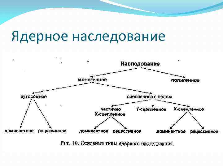 Ядерное наследование 