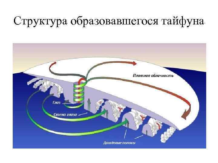 Структура образовавшегося тайфуна 