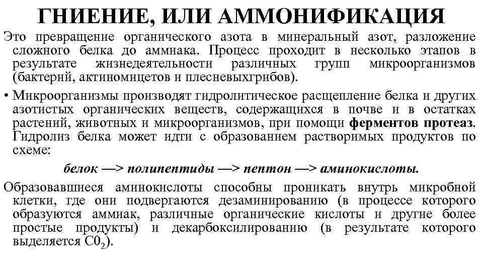 ГНИЕНИЕ, ИЛИ АММОНИФИКАЦИЯ Это превращение органического азота в минеральный азот, разложение сложного белка до