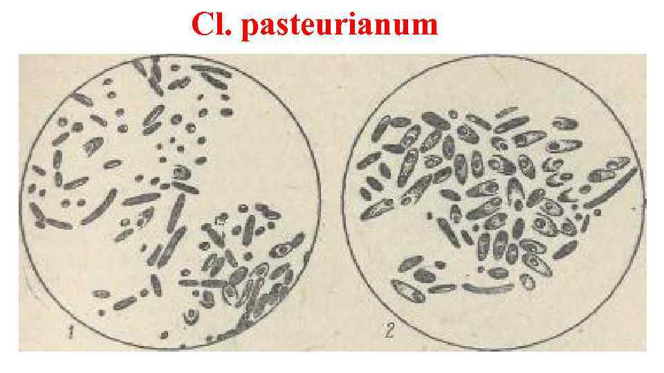 Сl. pasteurianum 