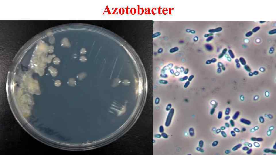 Azotobacter 
